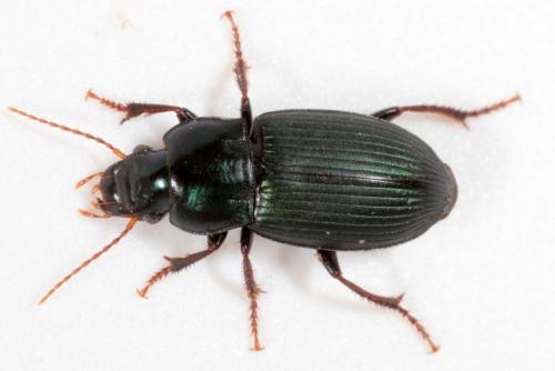 Harpalus honestus